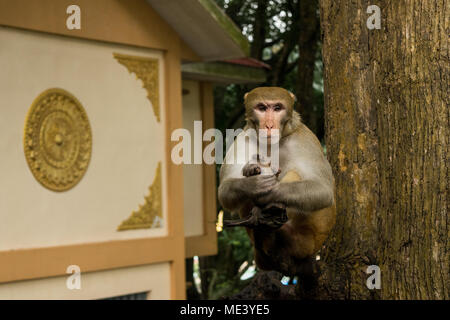 Eine wilde nach macaque Affen, am Mount Popa, sitzt auf einem Ast, ruhig, als ob Meditieren. ruht, Kühlen auf Stick. Burma, Myanmar Stockfoto