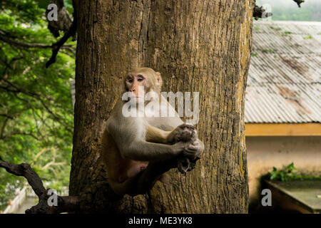 Eine wilde nach macaque Affen, am Mount Popa, sitzt auf einem Ast, ruhig, als ob Meditieren. ruht, Kühlen auf Stick. Burma, Myanmar Stockfoto