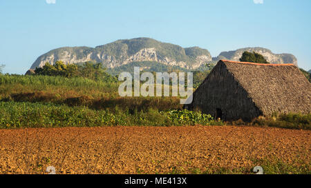 Trockner für Tabak im Tal von Vinales Stockfoto