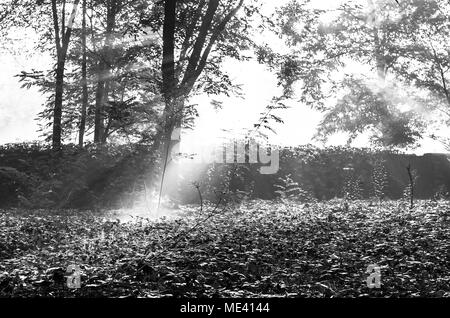 Die Sonnenstrahlen scheinen durch die Blätter der Bäume in einem öffentlichen Park mit live Zaun im Herbst in Zabrze, Schlesischen Hochland, Polen. Stockfoto