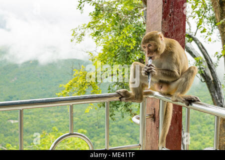 Ein erwachsenes Männchen macaque Affen sitzen auf einem Geländer essen Naschen, knabbern Mais oder Nüsse in einer Zeitung, Blick auf den Mount Popa, Burma, Myanmar gewickelt, Stockfoto