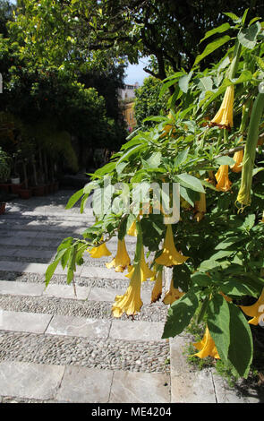 Angel's trumpet Blumen trat Straße TAORMINA SIZILIEN Stockfoto