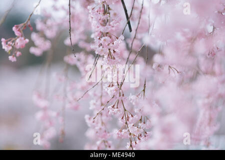 Kirschblüte in voller Blüte. Cherry Blumen in kleinen Cluster auf einem cherry tree branch, verblassen in Weiß an. Stockfoto