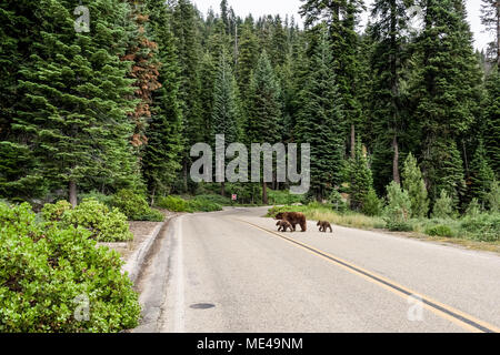 Bär mit jungen Überqueren der Straße in Nationalpark Stockfoto