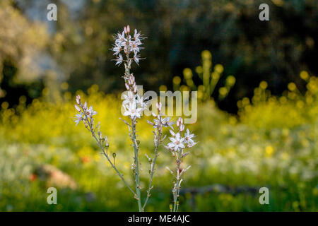 Asphodelus ramosus, auch bekannt als verzweigte Asphodel, ist eine mehrjährige Kraut in den Asparagales bestellen. In Israel im März fotografiert. Stockfoto