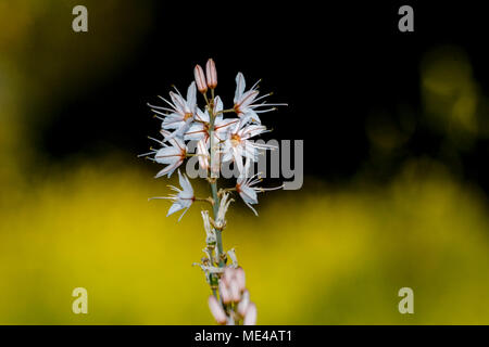 Asphodelus ramosus, auch bekannt als verzweigte Asphodel, ist eine mehrjährige Kraut in den Asparagales bestellen. In Israel im März fotografiert. Stockfoto