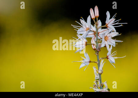 Asphodelus ramosus, auch bekannt als verzweigte Asphodel, ist eine mehrjährige Kraut in den Asparagales bestellen. In Israel im März fotografiert. Stockfoto