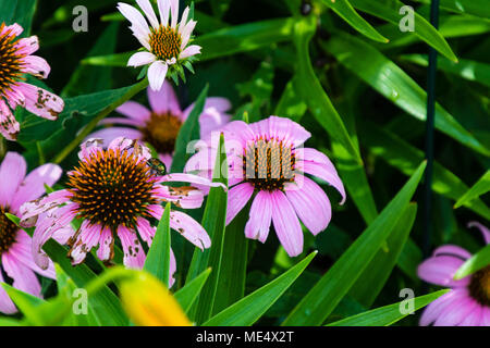 Ein Japanischer Käfer Essen auf einem Kegel - Blume Stockfoto