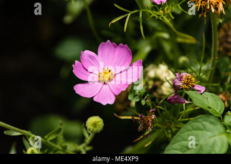 Vergangenheit, Gegenwart und Zukunft lavendel Wildblumen in der wildflower Garden Stockfoto