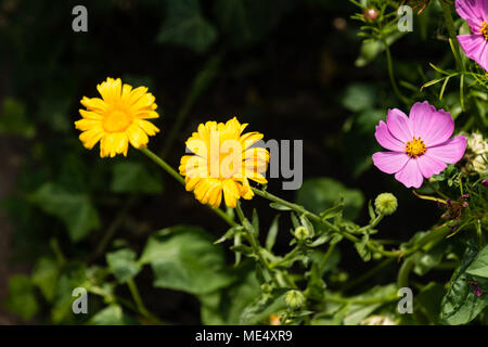 Gelb und Lavendel wildflower von Grün im Garten Stockfoto