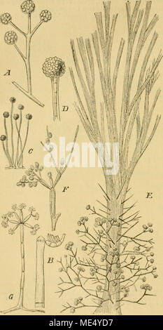 . Die Natürlichen Pflanzenfamilien nebst stand Gattungen und Arten, insbesondere den wichtigeren Nutzpflanzen, unter Mitwirkung zahlreicher hervorragender Fachgelehrten begründet. Abb. 222. Eine Allantospora radicicola'Wa,) i] ior, Conidii" utrüger 550/1. - D - Coeman Bülla alahastrina Sacc. Oberer Teil eine "Cüiiidienträgers mit nur einem Coni-diontragomlen Zweig, sterben underon abgefallen 27 (i/l. - CD lljjalopiis mißcophiltis Corda. V C'oniilientriigor, Köpfchen, stÄrkor Vergr. 7^ Köpfchen, vergr. - E-! • Core-ihropsis paradoxa Corda. Ä Conidienträger, vergr. ]&Gt;' Stück des Conidien-tr&amp; gerH Stockfoto