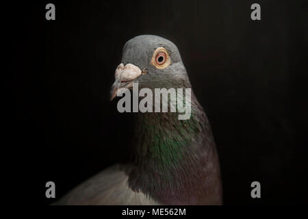 Nahaufnahme Kopf geschossen und schönen Auge des Speed Racing Pigeon Stockfoto