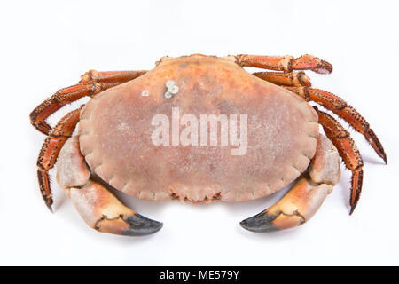 Ein gekocht essbar oder braun Taschenkrebs Cancer pagurus auf weißem Hintergrund Dorset England UK Stockfoto