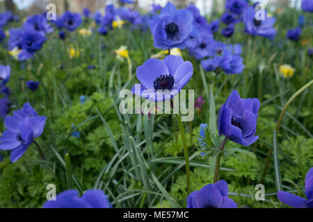 Blaue Tulpe Blume in einem Garten in Lisse, Niederlande, Europa an einem hellen Sommertag Stockfoto