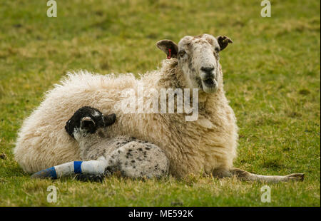 Swaledale Schaf, Schaf mit Lamm mit einem gebrochenen Bein, Yorkshire Dales, UK. Ewe ist nach rechts und in grünem Gras. Landschaft Stockfoto