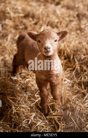 Portland Lamm Stockfoto