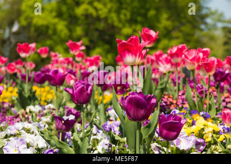 Ein rosa und weisse Tulpe (Tulipa Negrita) im Fokus, umgeben Kaufen lila und rosa und weißen Tulpen, sowie gelbe, weiße und violette Stiefmütterchen. Stockfoto