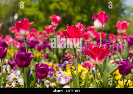 Konzentrierten sich auf zwei rosa und weißen Tulpen (Tulipa Negrita). Die beiden werden durch gelbe, weiße und violette Stiefmütterchen (Viola) und lila Tulpen umgeben. Stockfoto