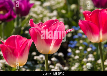 Drei rosafarbenen und weißen Tulpen (Tulipa Negrita). Die Tulpe in der Mitte ist im Fokus. Sie sind in weißen und blauen Vergißmeinnicht Blumen umgeben. Stockfoto