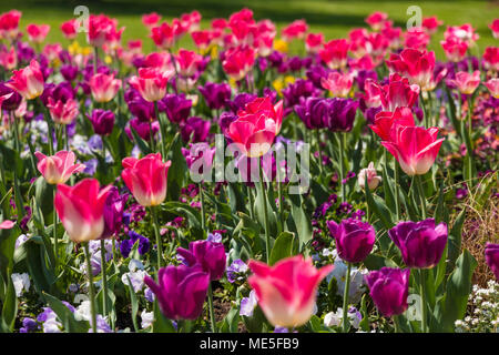 Ein schönes Feld voll von violett, rosa und weißen Tulpen (Tulipa Negrita) und bunten Garten Stiefmütterchen (Viola) und weissen Vergißmeinnicht Blumen. Stockfoto