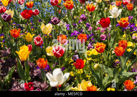 Eine schöne bunte Feld voll von Lila, Rosa, Gelb, Rot, Orange und Weiß garten Stiefmütterchen (Viola), Tulpen und blaue Vergißmeinnicht Blumen im Frühling. Stockfoto