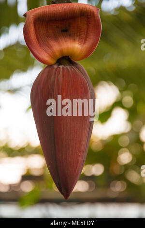 Eine schöne Nahaufnahme einer violett-rote Bananen Blüte mit einer großen Bokeh im Hintergrund. Die Banane Blume ist immer noch geschlossen und an das Holz gehängt. Stockfoto