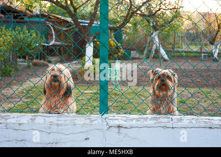 Zwei wachsamen und bellende Hunde hinter einem Zaun in den Garten Stockfoto