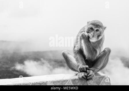 Ein erwachsener macaque Affen sitzen auf einem gefliesten Wand, holding Erdnuss Kegel von Menschen gegeben und Essen naschen. Schwarz und Weiß über den Wolken im Mount Popa Stockfoto