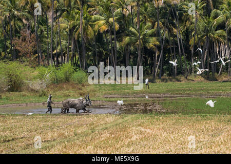 Dindigul, Indien - 8. März 2018: Eine nicht identifizierte landwirtschaftliche Arbeiter bereitet ein Feld für Reis pflanzen mit traditionellen Methoden Stockfoto