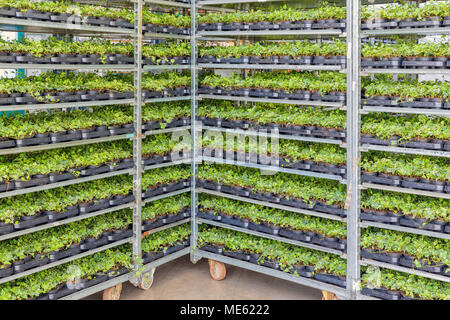 Gewächshaus mit Lagerung von Beet Pflanzen in Regalsystem Stockfoto