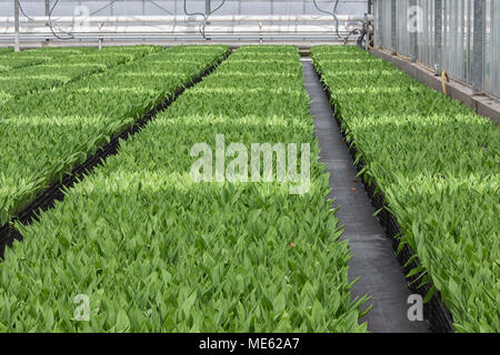 Anbau von innen Tulpen in einem Holländischen Gewächshaus Stockfoto