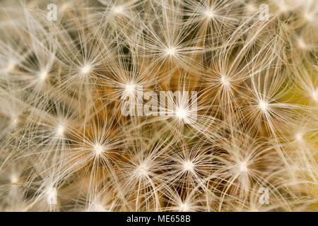 Löwenzahn Samen und Fallschirm, Taraxacum Officinale, auf einem Löwenzahn Samen Kopf in North Dorset England UK gefunden Stockfoto