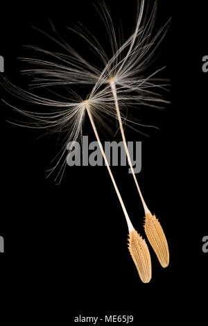 Zwei Löwenzahn Samen, Taraxacum Officinale, aus einem Löwenzahn Samen Kopf in North Dorset England UK gefunden. Auf schwarzem Hintergrund Stockfoto