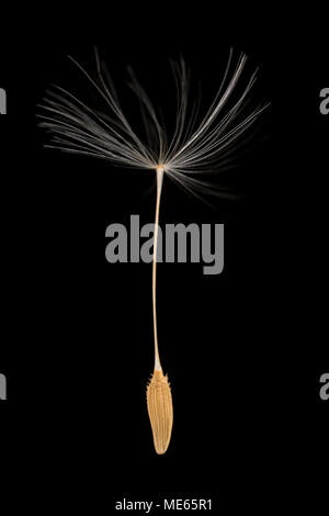 Ein einziger Löwenzahn und Fallschirm, Taraxacum officinale, aus einem Löwenzahn-Samenkopf, der im Norden von Dorset England auf schwarzem Hintergrund gefunden wurde. Stockfoto