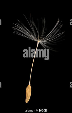 Ein einziger Löwenzahn und Fallschirm, Taraxacum officinale, aus einem Löwenzahn-Samenkopf, der im Norden von Dorset England auf schwarzem Hintergrund gefunden wurde. Stockfoto