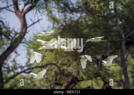 Western Cattle Heron in Mapungubwe National Park, Südafrika; Specie Bubulcus ibis Familie von ardeidae Stockfoto