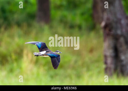 Knopf-billed Duck in Mapungubwe National Park, Südafrika; Specie Sarkidiornis melanotos Familie der Entenvögel Stockfoto