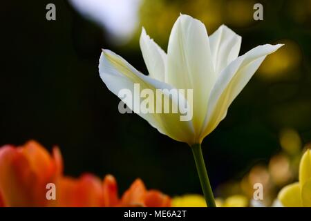 Weiß Kaiser Tulpe (Tulipa) Stockfoto