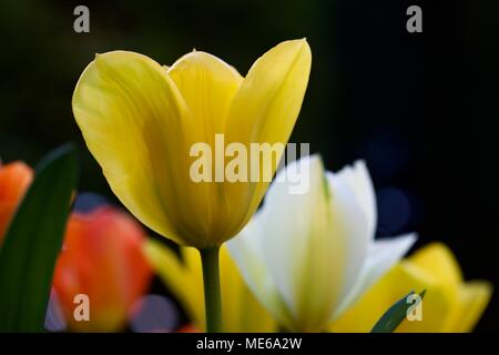 Wunderschöne Mischung aus Orange, gelbe und weiße Tulpen (Tulipa) Stockfoto