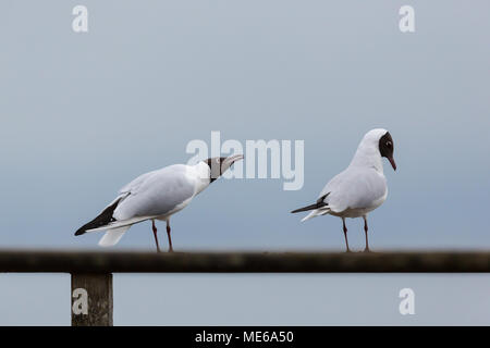 Zwei natürliche gemeinsamen schwarz-headed Möwen (Larus ridibundus) ständigen Zusatzscheinwerfer auf dem Dach Stockfoto