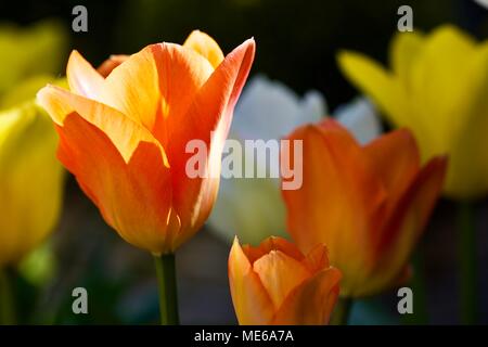 Wunderschöne Mischung aus Orange, gelbe und weiße Tulpen (Tulipa) Stockfoto