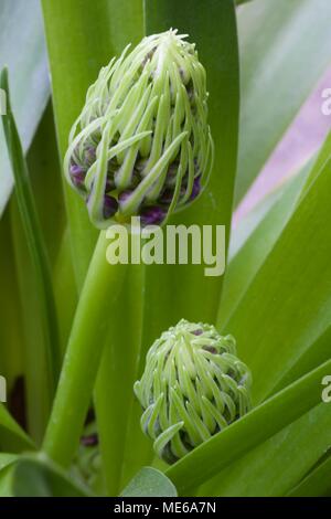 Scilla'S Karibische Juwelen apphire Blau' Stockfoto