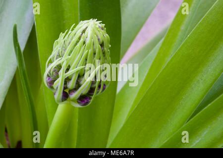 Scilla'S Karibische Juwelen apphire Blau' Stockfoto