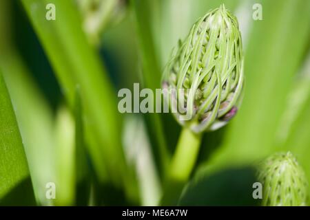 Scilla'S Karibische Juwelen apphire Blau' Stockfoto