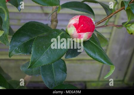 Camellia Japonica "Blood of China" Stockfoto