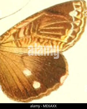 . Gross-Schmetterlinge der Erde sterben: eine systematische Bearbeitung der bis jetzt bekannten Gross-Schmetterlinge. Stockfoto