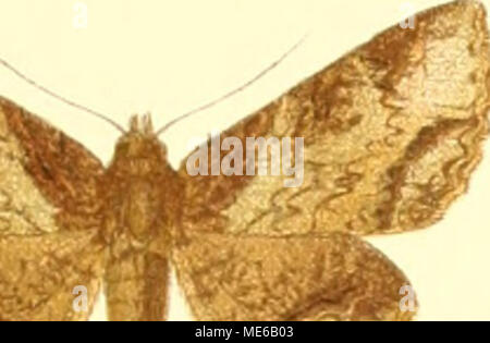 . Gross-Schmetterlinge der Erde sterben: eine systematische Bearbeitung der bis jetzt bekannten Gross-Schmetterlinge. Stockfoto