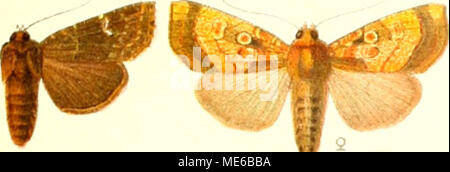 . Gross-Schmetterlinge der Erde sterben: eine systematische Bearbeitung der bis jetzt bekannten Gross-Schmetterlinge. Albi, en asatipunctata ^ ^ Â" Â £ â â¢ * 0 Sil^4k^-*' â"â Itei denticulosa swinhoei $^ bosca 9 increnulata? Tumidimacula? Khasiana perampla Castanea squamata * Stockfoto