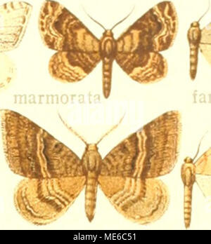 . Gross-Schmetterlinge der Erde sterben: eine systematische Bearbeitung der bis jetzt bekannten Gross-Schmetterlinge. farinata microgynaria roseicilia oraria imperfecta latiiusata Stockfoto