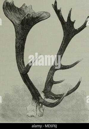 . Sterben Geweikbildung der europäischen Hirscharten mit besonderer Berücksichtitgung anatomischer, physiologischer, patologischer und patogenischer Momente. Capitalhirsch von vierundzwanzig beschließen den Tag. Erlegt von Sr. königl. Hoheit dem regierenden Herzog Ernst von Sachsen-Coburg und Gotha 5/6 der Brunftperiode des Jahres 1884. Womit er offenbar der herrschenden Ansicht seiner engeren Heimat und den localen Verhältnissen Rechnung trug. Hofrath A. B. Meyer, der Verfasser des jüngst erschienenen Prachtwerkes: - Sterben Prachtgeweihe der Moritzburg", lässt - wohl im Hinblick auf die Verhältnisse De Stockfoto